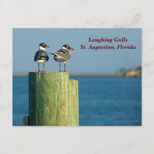 Laughing Gulls Holiday Postcard