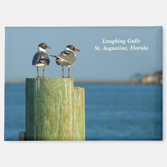Laughing Gulls Magnet (Front)