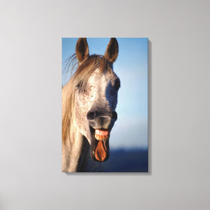 laughing horse canvas print