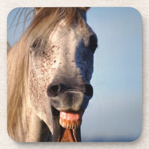 laughing horse coaster