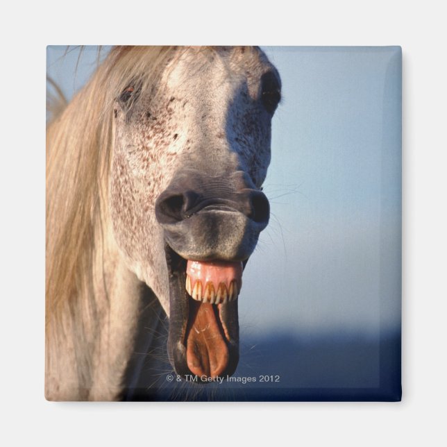 laughing horse magnet (Front)