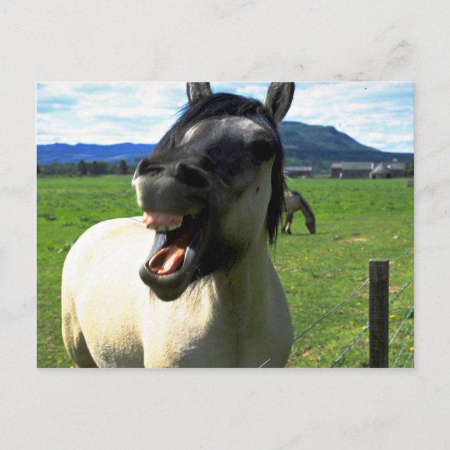 Laughing horse postcard (Front)