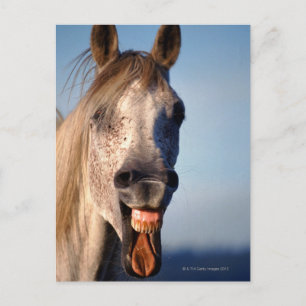 laughing horse postcard