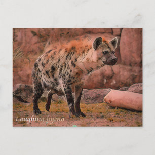 Laughing Hyena:Postcard Postcard