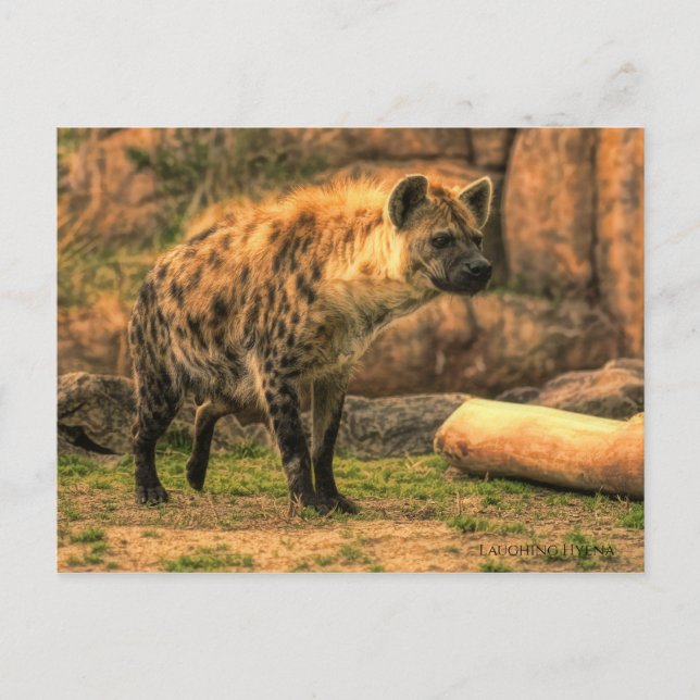 Laughing Hyena(Ver. 2.0)：Postcard Postcard (Front)