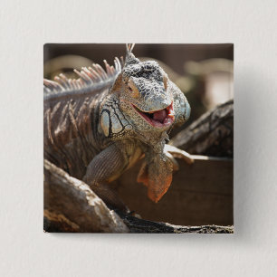Laughing Iguana Photo 15 Cm Square Badge