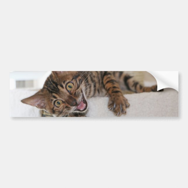 LAUGHING KITTEN BUMPER STICKER (Front)
