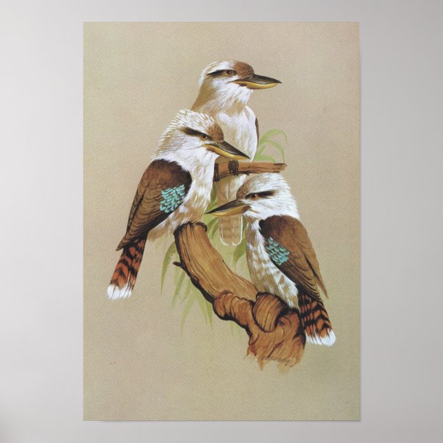 Laughing Kookaburra - Dacelo gigas Poster (Front)
