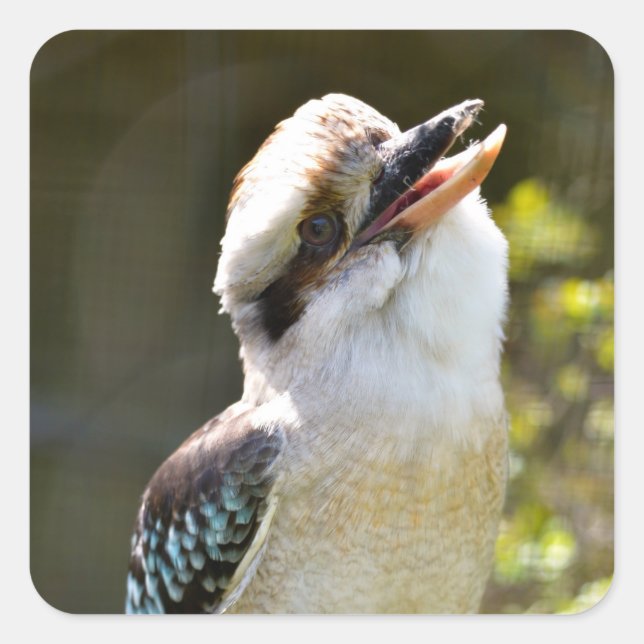 Laughing Kookaburra perched on branch Postcard Squ Square Sticker (Front)