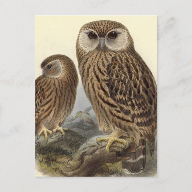 Laughing Owl Vintage Illustration Postcard (Front)