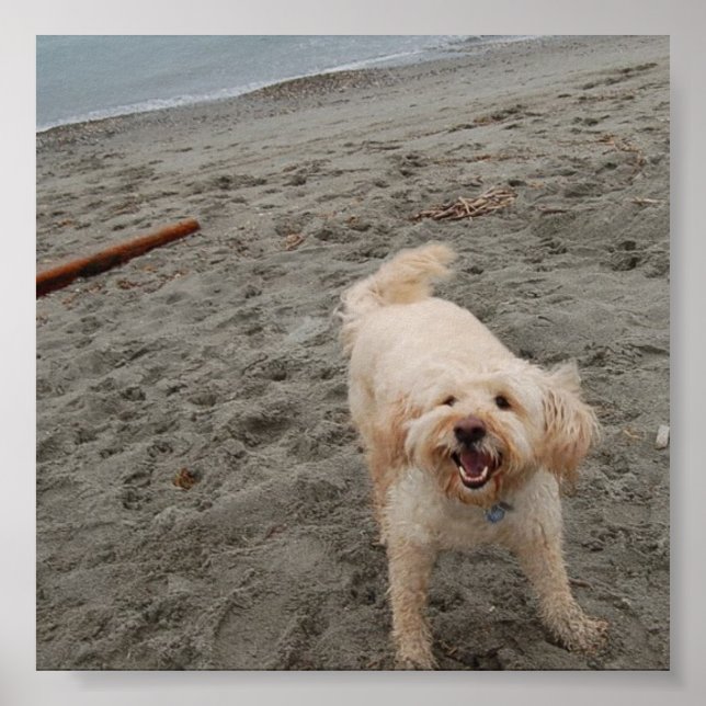 laughingchuck2 poster (Front)