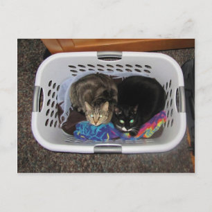 Laundry Basket Kitties Postcard