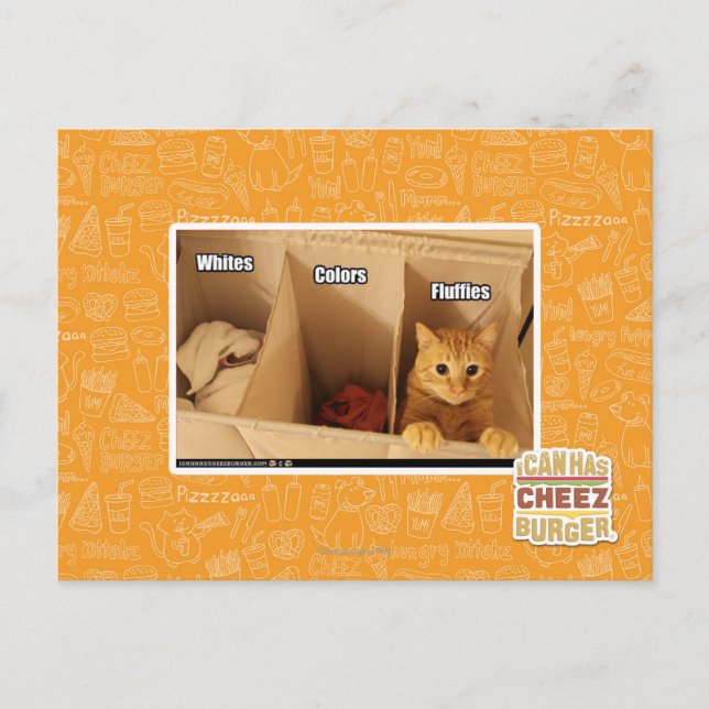 Laundry Cat Postcard (Front)