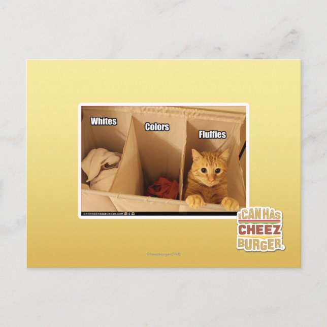 Laundry Cat Postcard (Front)