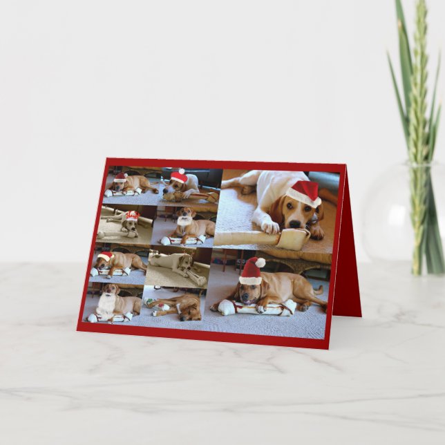 laura dogs holiday card (Front)