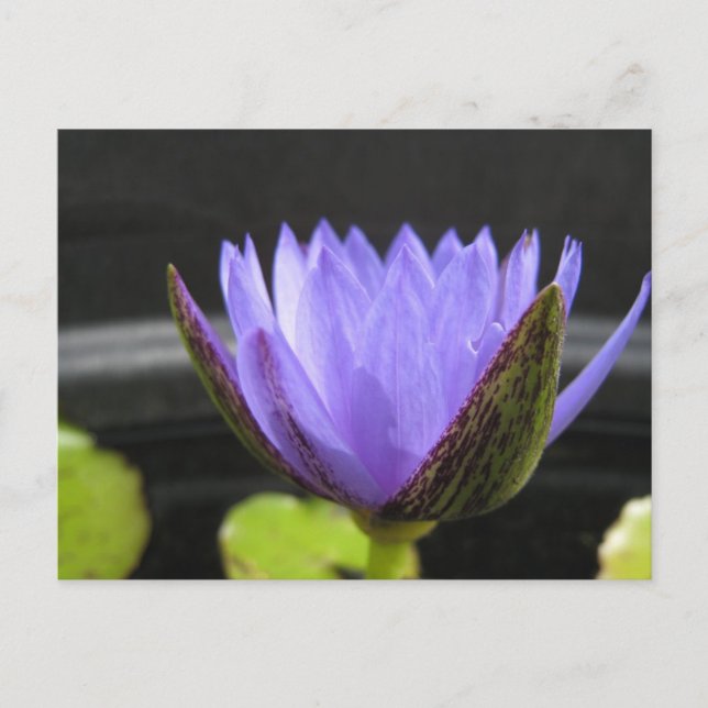 Laura Frase Postcard (Front)