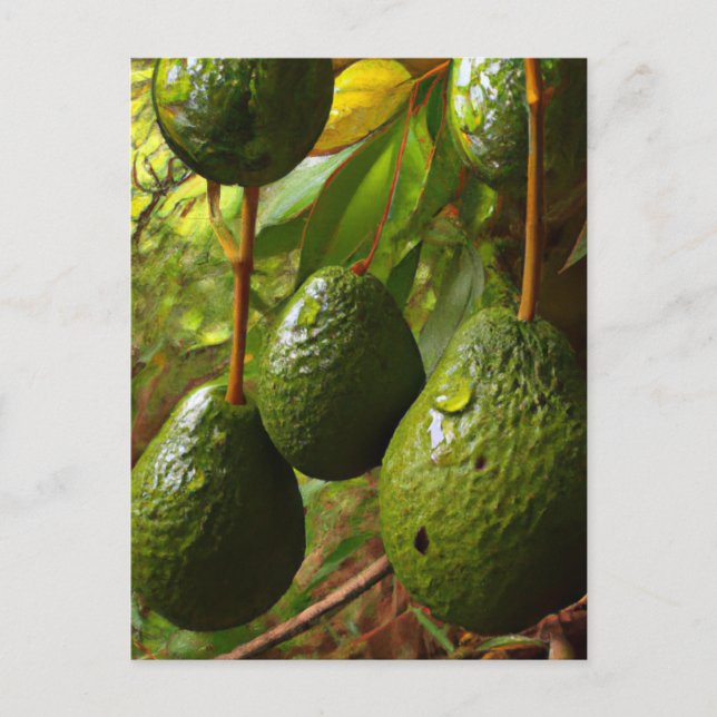 Laurales Postcard (Front)