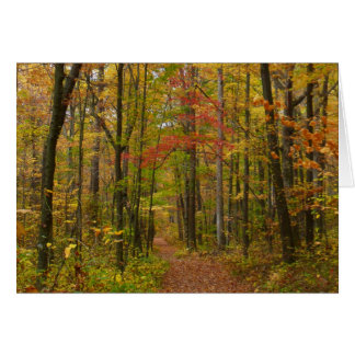 Laurel Hill Trail in Fall