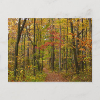 Laurel Hill Trail in Fall Postcard