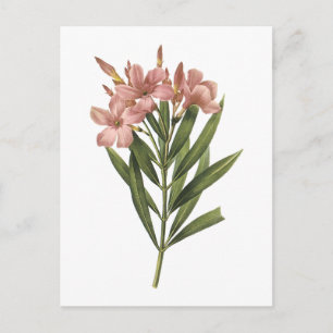laurier rose (Nerium sp.) by Redouté Postcard
