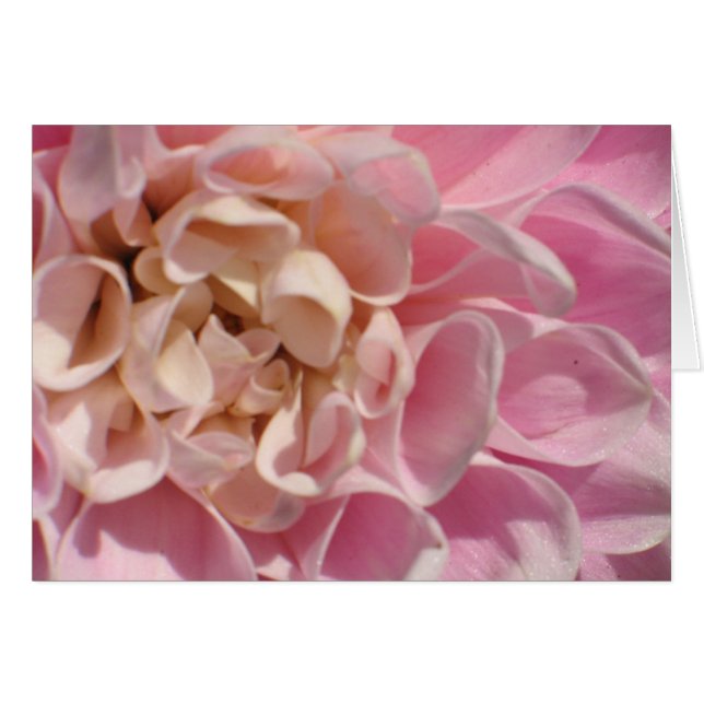 Laurie's Dahlia (Front Horizontal)