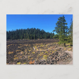 Lava Cast Forest, Oregon Postcard