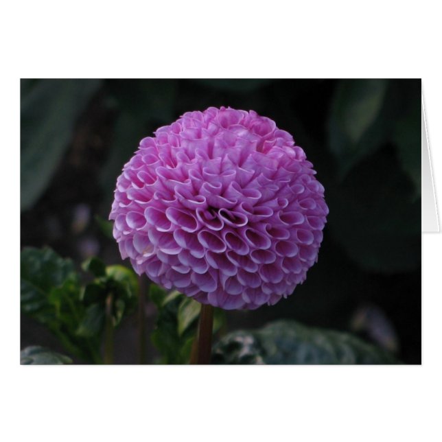 Lavander Dahlia (Front Horizontal)