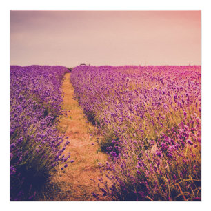 Lavander Poster