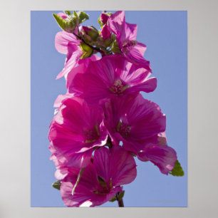 Lavatera, also known as Tree Mallow. Poster