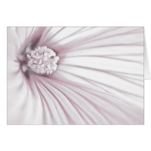 Lavatera Flower Macro
