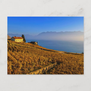Lavaux region, Vaud, Switzerland Postcard