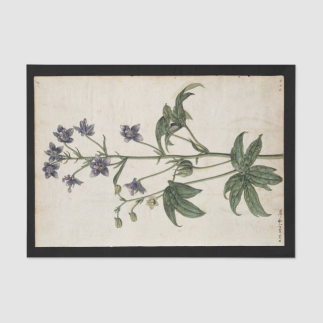 Lavendar by Jacques de Morgues Tissue Paper (Front)