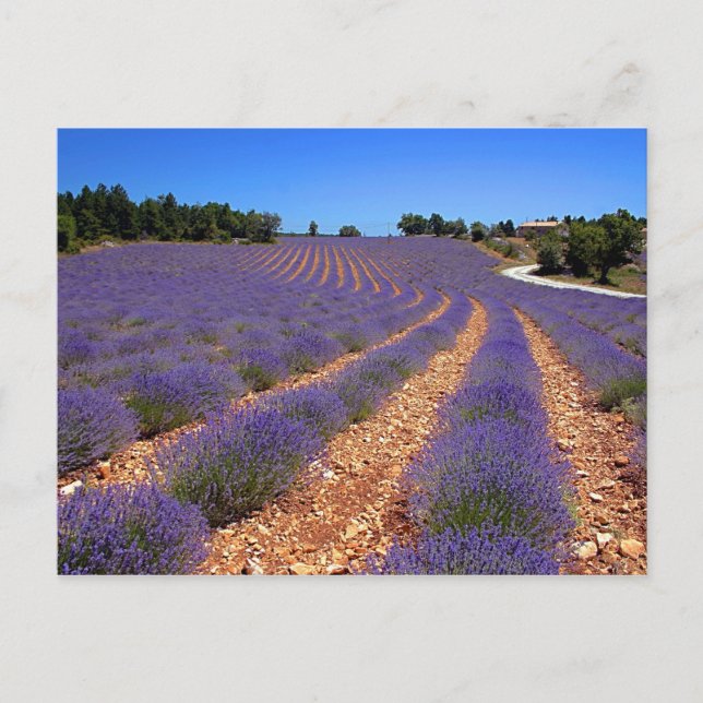 Lavendar field in Provence Postcard (Front)
