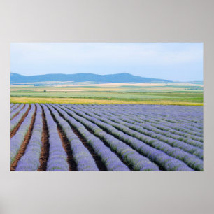Lavendar fields poster