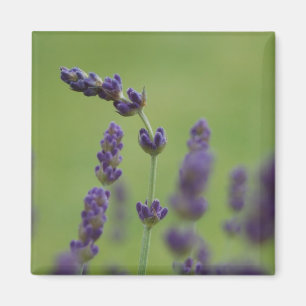 Lavendar Floral Magnet