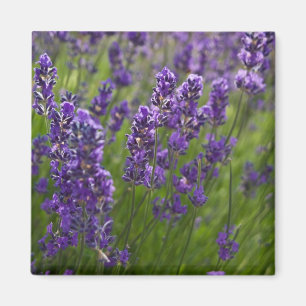 Lavendar Lavendel Magnet