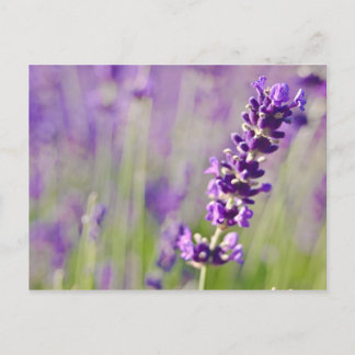 Lavendar | Lavendel Postcard