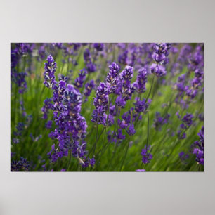 Lavendar Lavendel Poster