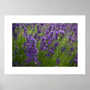 Lavendar   Lavendel Poster