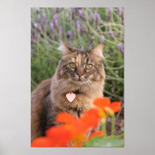 Lavendar, Nasturtium,  and a Tortoiseshell Cat Poster