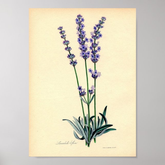 Lavendar Plant Poster (Front)