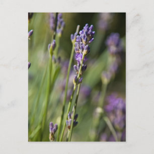 Lavendar Postcard