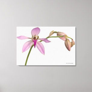 Lavendar Purple Orchid Canvas Print
