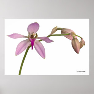 Lavendar Purple Orchid Poster
