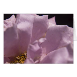 Lavendar Rose Petals Card