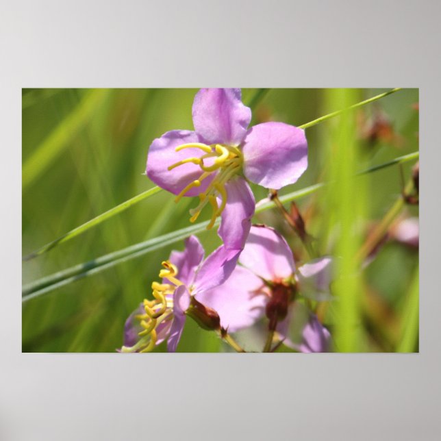 Lavendar wild flower poster (Front)