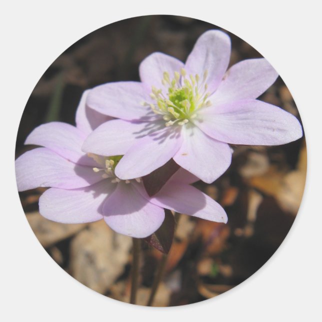 Lavendar Wildflower Sticker (Front)