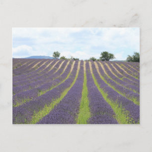 Lavendel Field in the Provence Postcard
