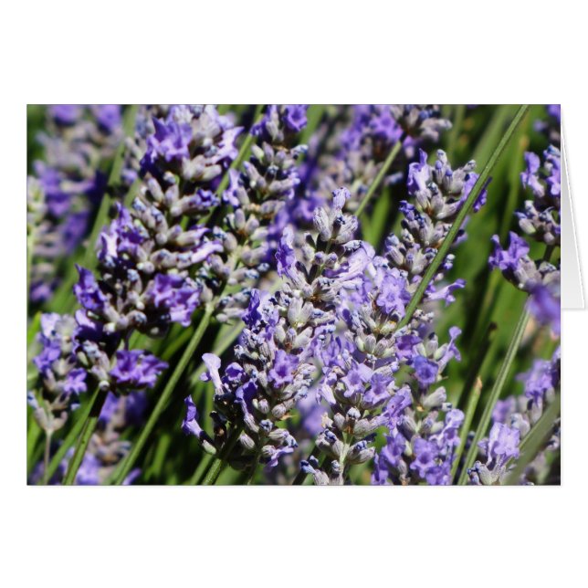 Lavender (Front Horizontal)