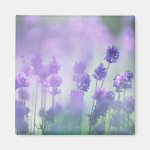 Lavender 2 magnet